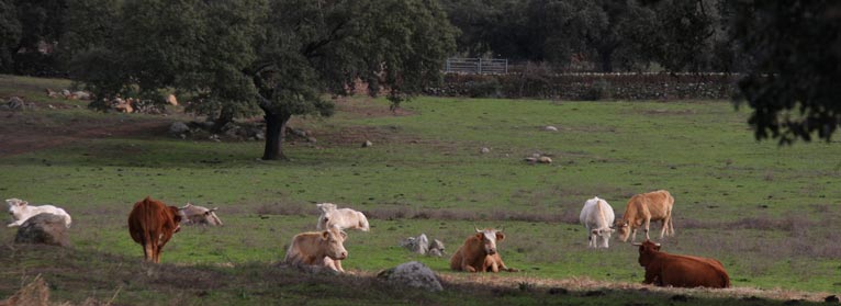 Vacas descansando